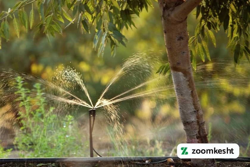 1765998304619-993405508.webp آبیاری بادام