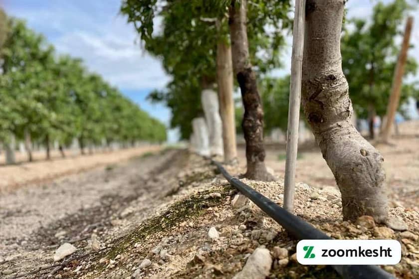 1765998307519-827670478.webp آبیاری بادام