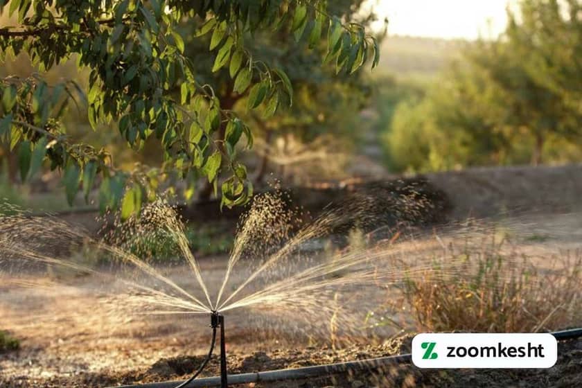 1765998308730-289007488.webp آبیاری بادام