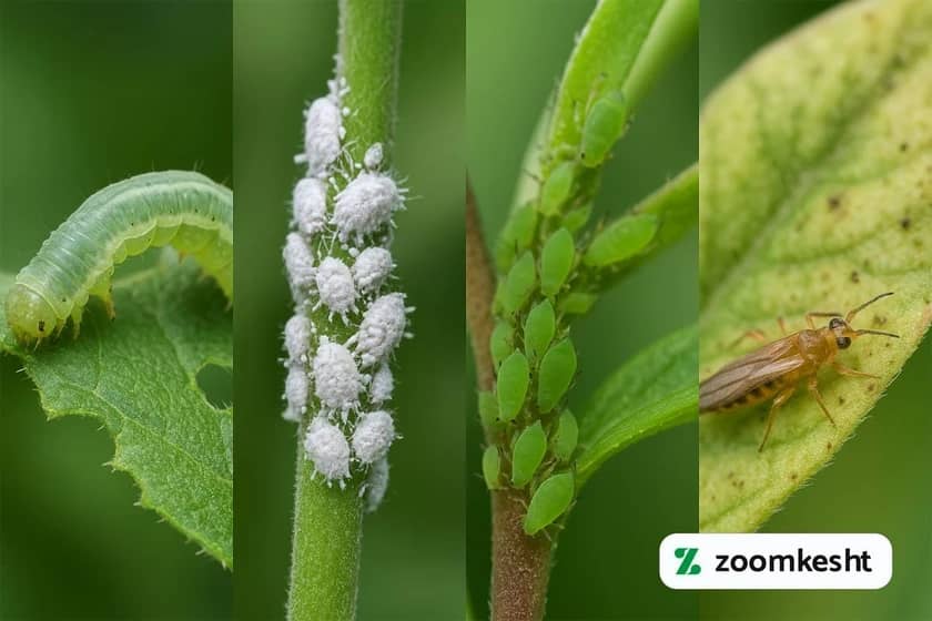 1765998345618-550493695.webp آفات کشاورزی و زراعی