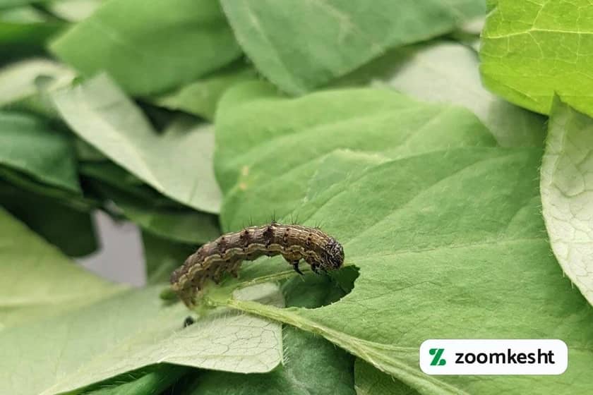 1765998346919-755589186.webp 1765998346919-755589186.webp