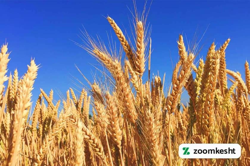 1765998391685-447795601.webp کشت بذر گندم