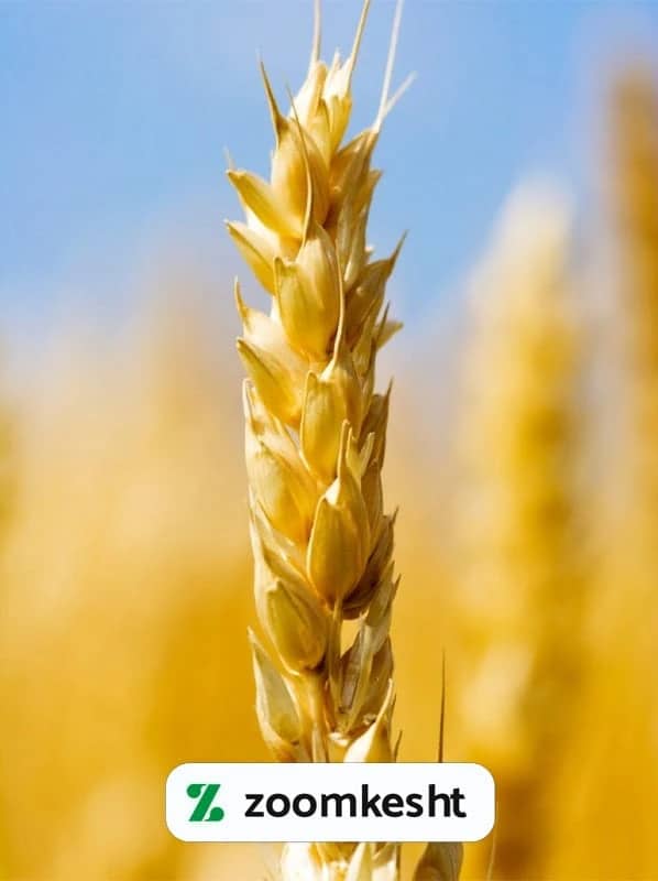 1765998393102-836229094.webp برداشت گندم با کیفیت