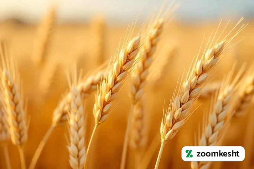 1765998393885-767627642.webp کشت بذر گندم