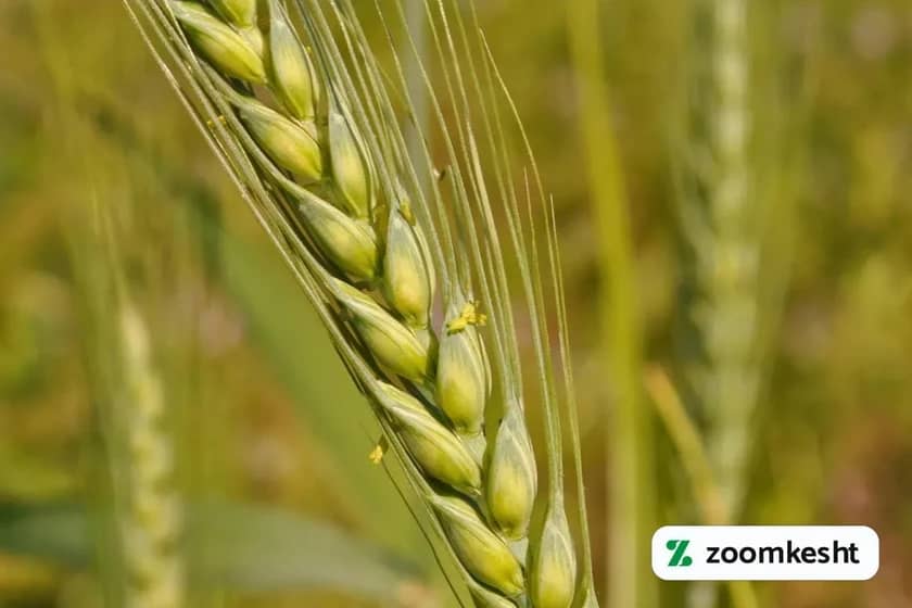 1765998395215-937431573.webp گندم کشت شده در حال رشد