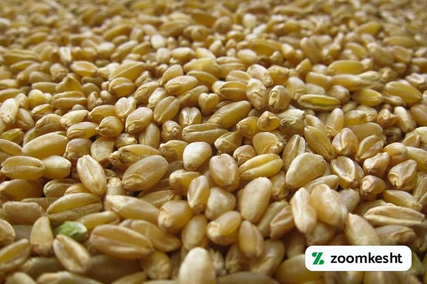 1765998396484-365880306.webp گندم باکیفیت