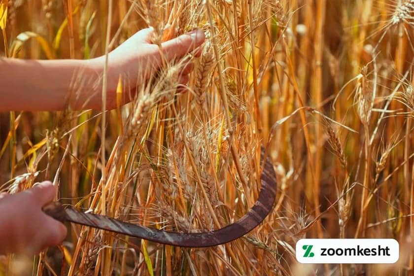 1765998397716-915422123.webp برداشت گندم با کیفیت