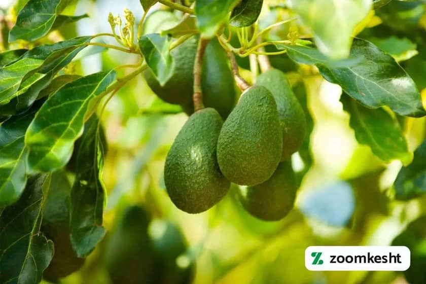 1765998530116-375141228.webp 1765998530116-375141228.webp