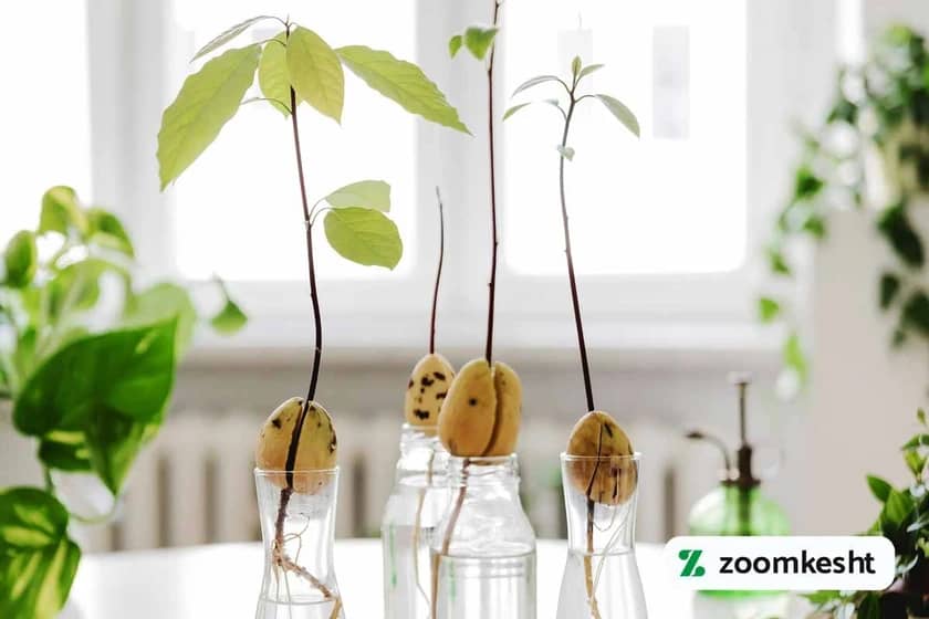 1765998532223-973263392.webp کاشت آووکادو در آب