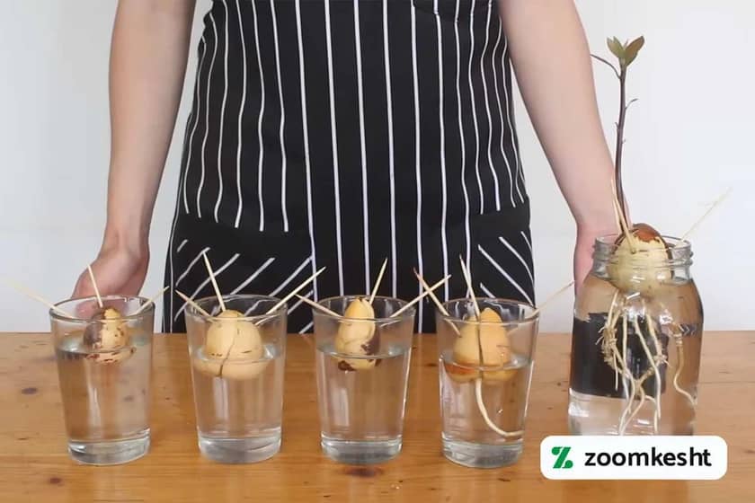 1765998533222-428226128.webp کاشت آووکادو در آب