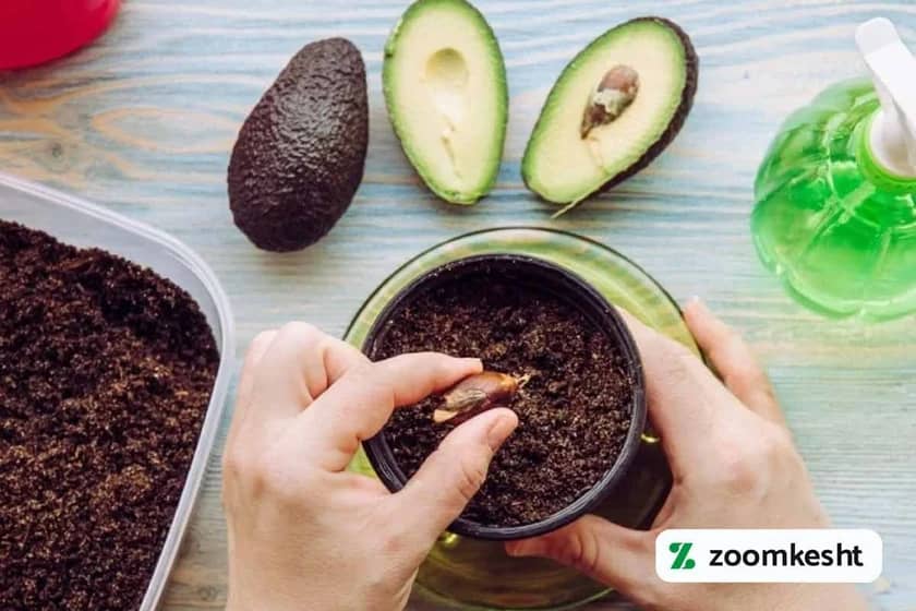1765998534220-517079957.webp کاشت آووکادو در خاک
