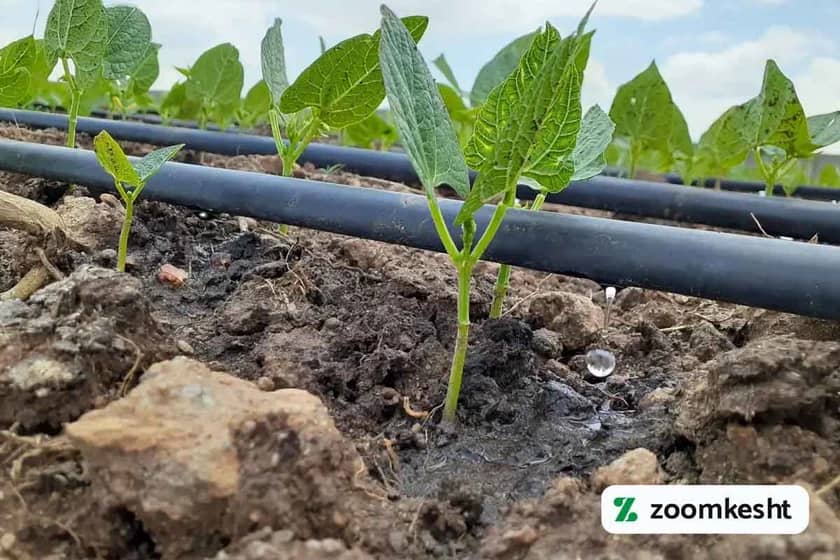 1765998561414-335460369.webp آبیاری قطره ای لوبیا