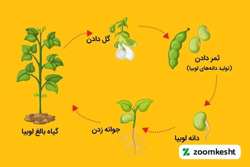 1765998562705-680451339.webp مراحل رشد لوبیا