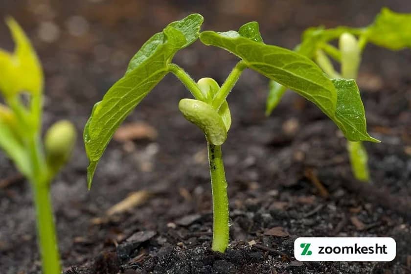 1765998563415-768150359.webp جوانه زنی لوبیا