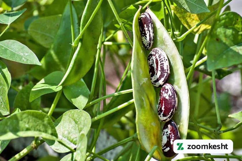 1765998564516-454803839.webp قطع آبیاری قبل از برداشت