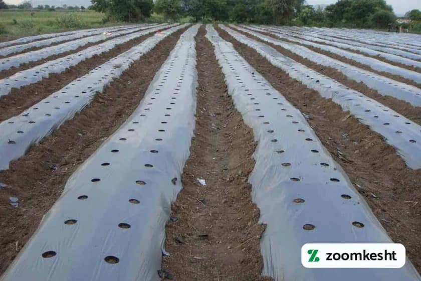 1765998565721-472582195.webp مالچ پلاستیکی در لوبیا