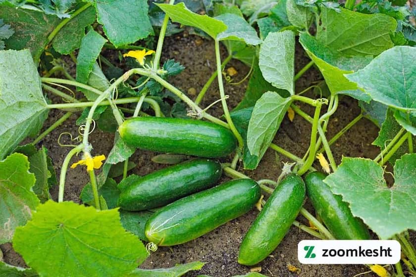 1765998604926-923995505.webp نقش عناصر NPK در رشد بوته خیار