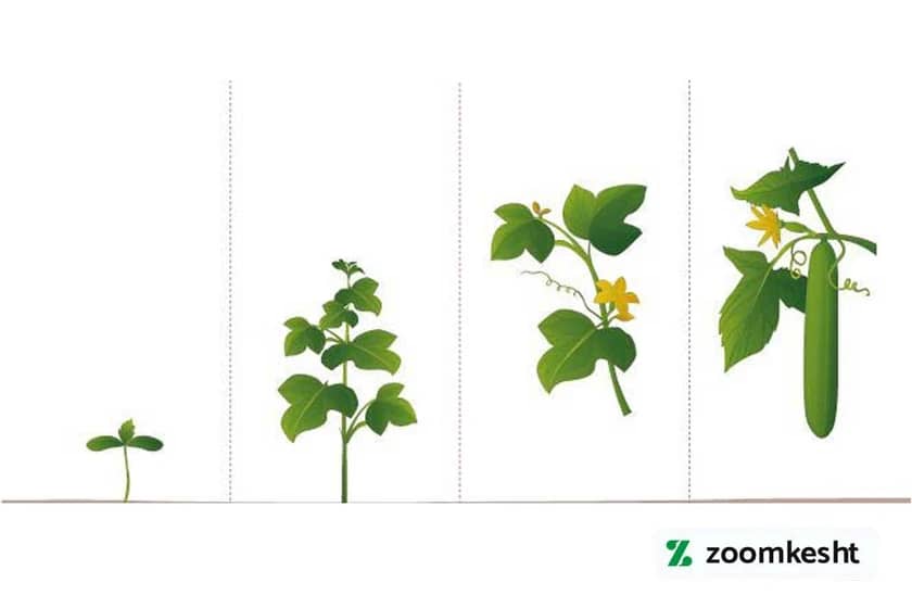 1765998606384-728882361.webp رشد برگ خیار