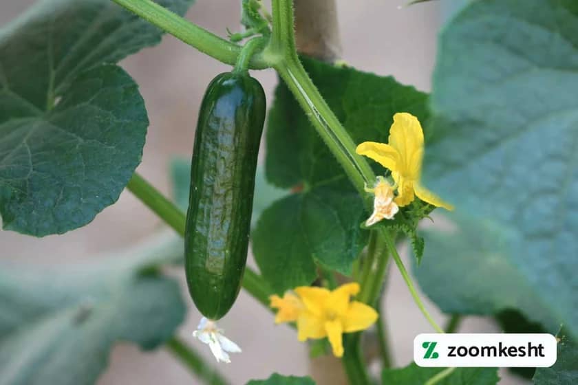 1765998607111-936485496.webp کود سه بیست برای گلدهی خیار