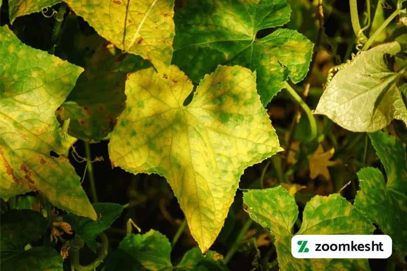 1765998608117-105000056.webp کاهش زرد شدن بوته خیار