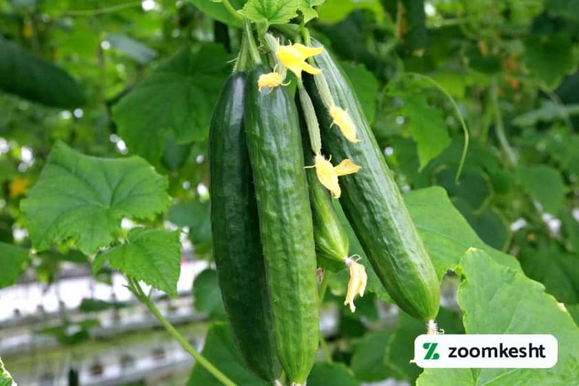 1765998610518-826683289.webp 1765998610518-826683289.webp