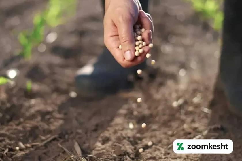 1765998696814-872282621.webp کاشت بذر سویا