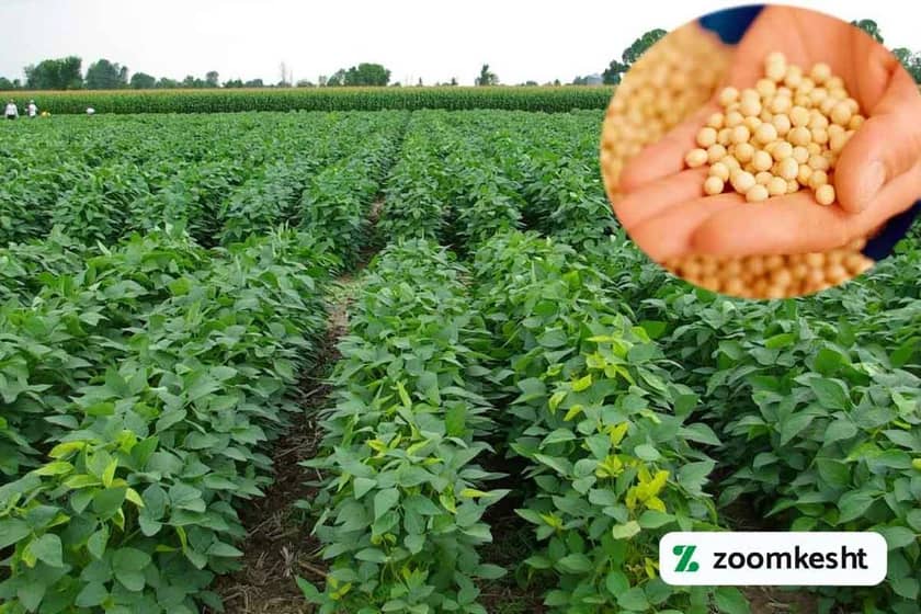 1765998697918-364842779.webp بهترین زمان کاشت سویا