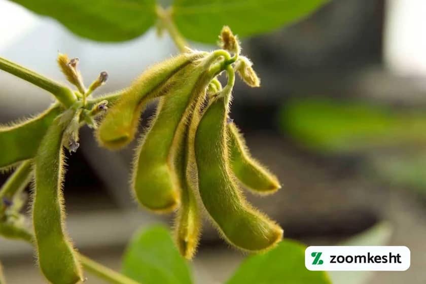 1765998699253-558291203.webp کاشت سویا