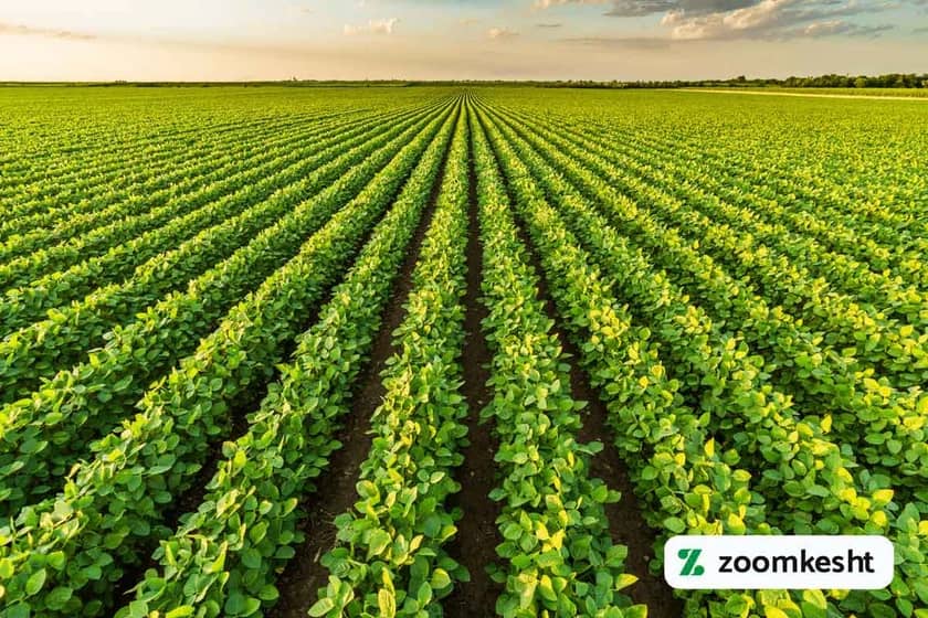 1765998700227-83406422.webp کاشت ردیفی سویا