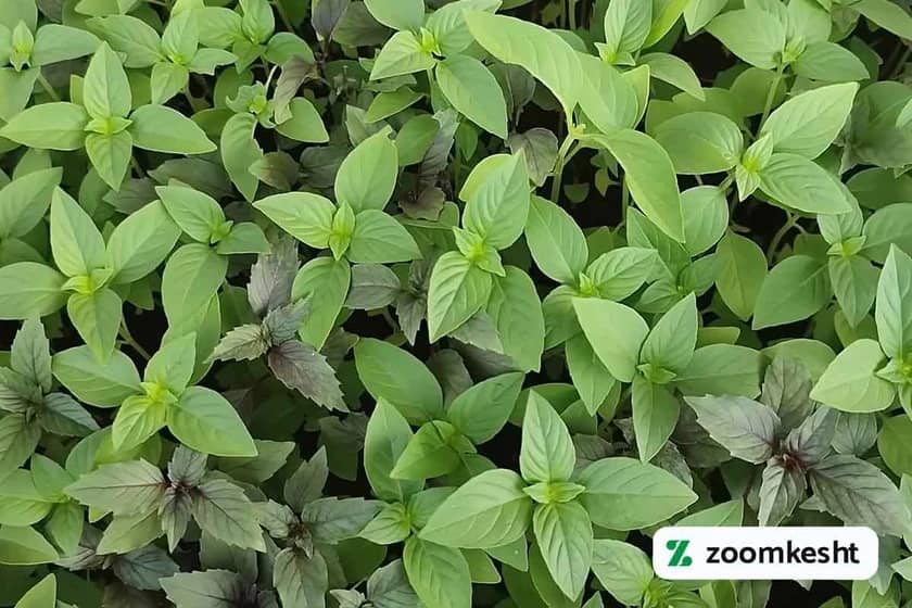 1765998705584-50281099.webp کاشت ریحان