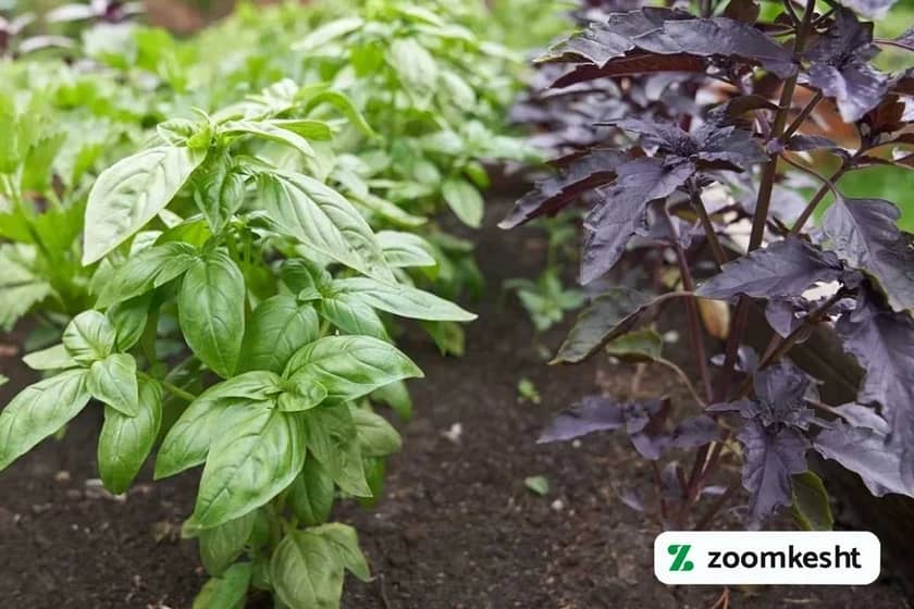 1765998709521-902380860.webp کاشت ریحان در باغچه