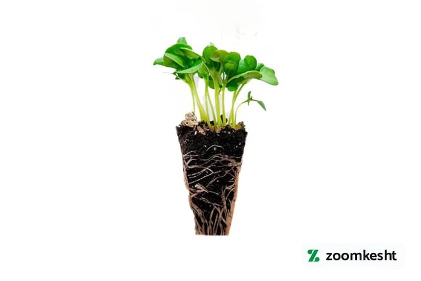 1765998712784-65236276.webp کاشت ریحان با نشا