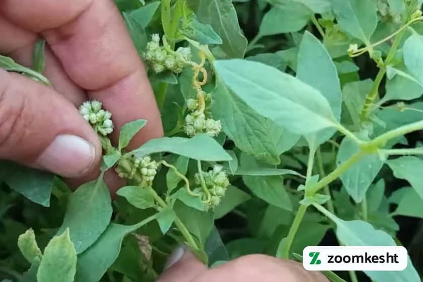 1765998715220-317729328.webp انگل سس ریحان