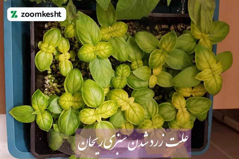 1765998716316-71586820.webp زردی برگ ریحان