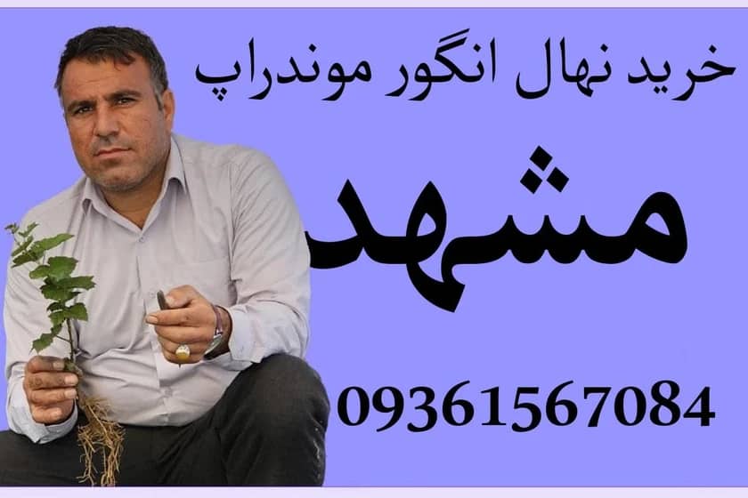 1765999228784-164263698.webp 1765999228784-164263698.webp