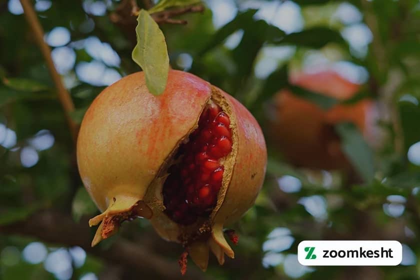 1765999329984-649663917.webp ترک خوردن انار