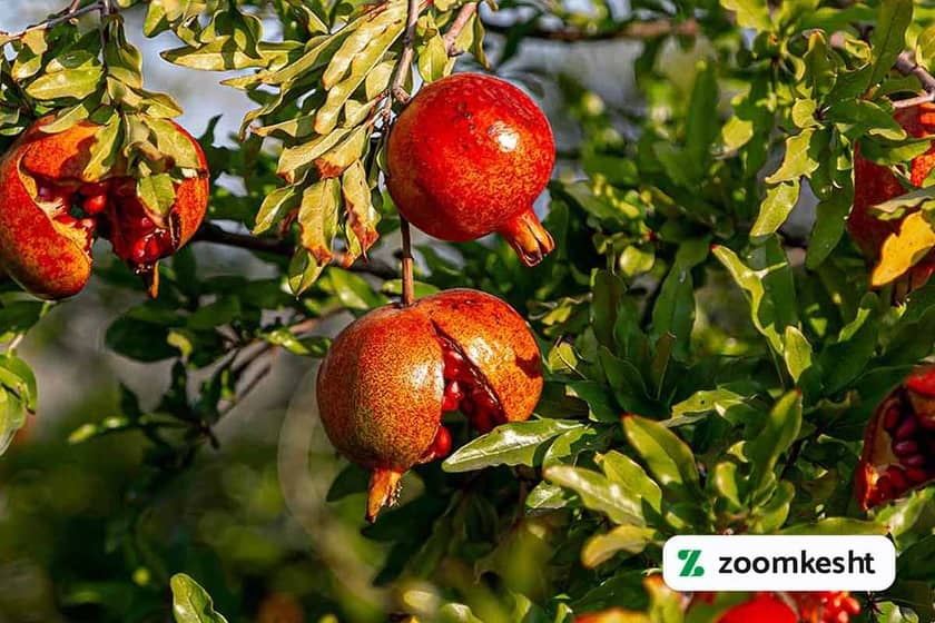 1765999331218-675415972.webp 1765999331218-675415972.webp