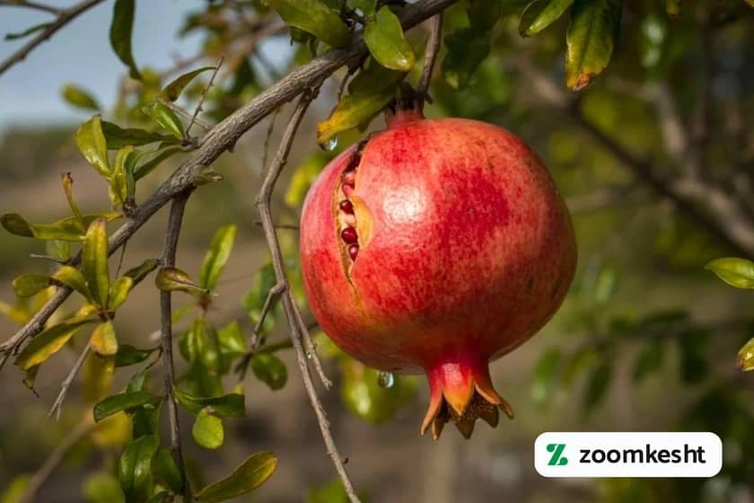 1765999332524-482876353.webp ترک خوردن انار