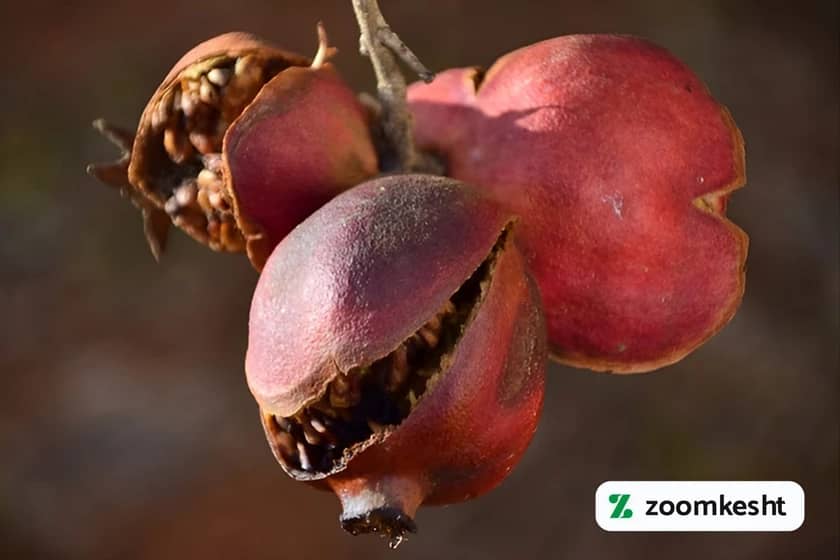 1765999333915-190345753.webp 1765999333915-190345753.webp