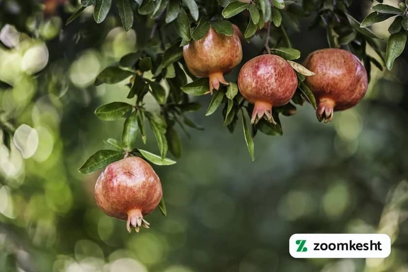 1765999335126-784133853.webp 1765999335126-784133853.webp