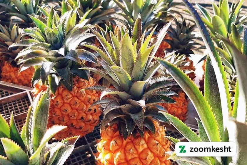 1765999371127-886542067.webp برداشت آناناس