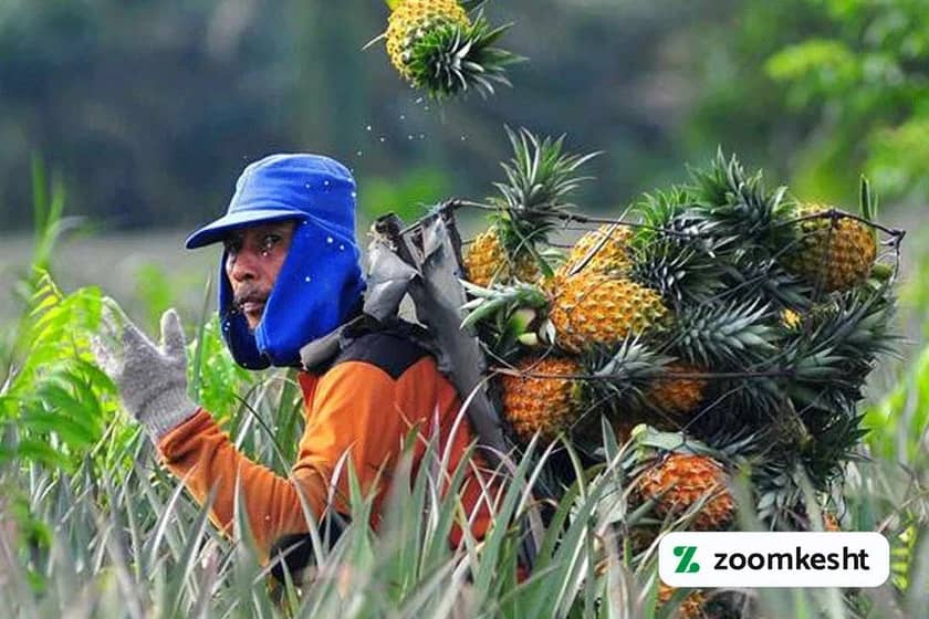 1765999372484-480081280.webp برداشت آناناس