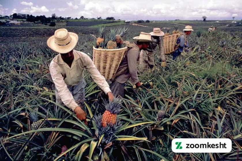 1765999373729-461437575.webp برداشت آناناس