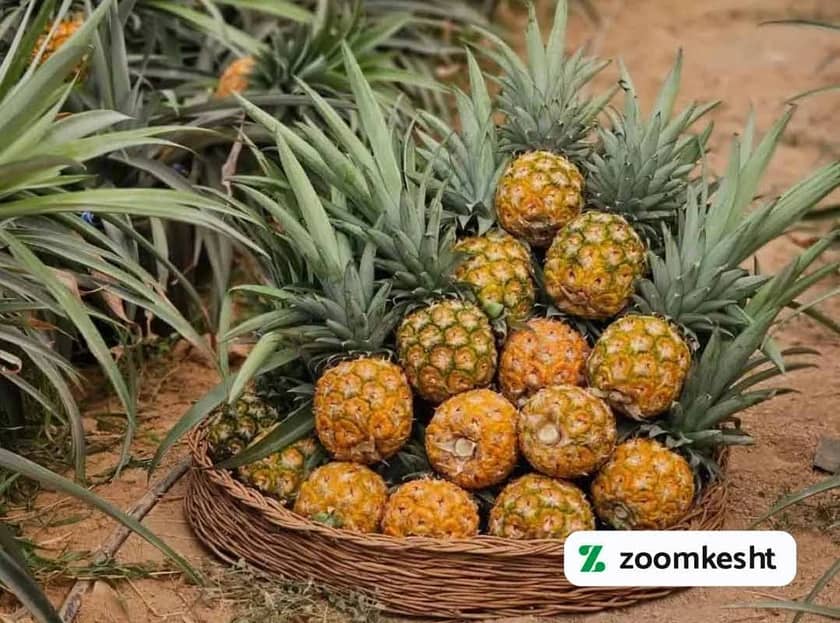 1765999375221-601698633.webp برداشت آناناس