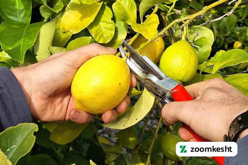 1765999479617-570080223.webp 1765999479617-570080223.webp