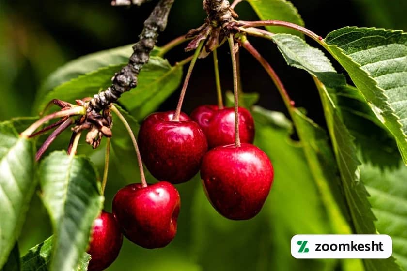 1765999484724-327943067.webp کاشت درخت گیلاس