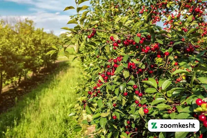 1765999485929-203142721.webp کاشت درخت گیلاس