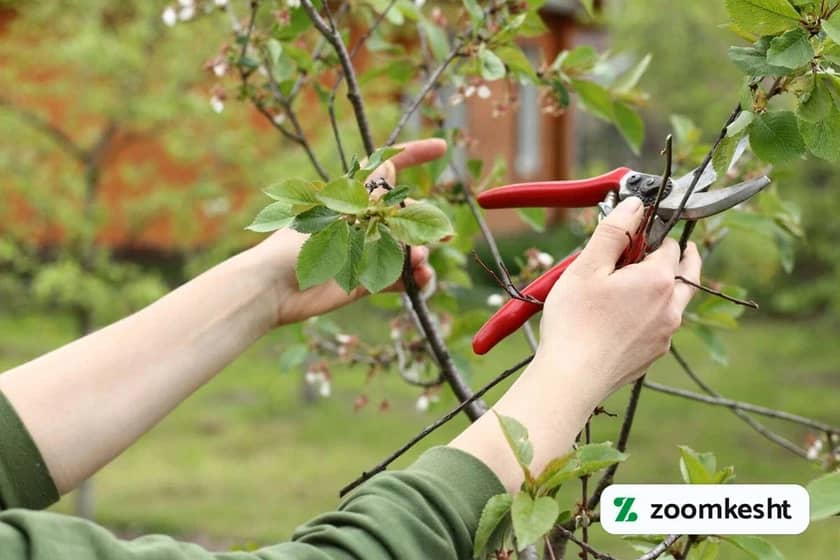 1765999487323-366264132.webp کاشت درخت گیلاس