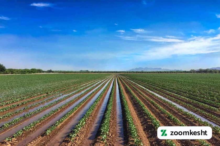 1765999491015-208731194.webp آبیاری گوجه فرنگی