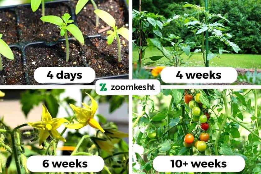 1765999492227-62894129.webp آبیاری گوجه فرنگی مرحله به مرحله رشد